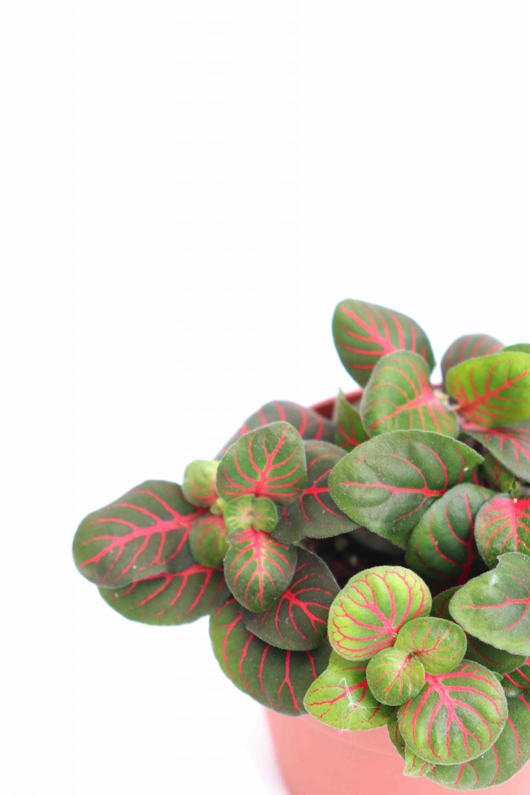 Fittonia albivenis 'Red Vein'