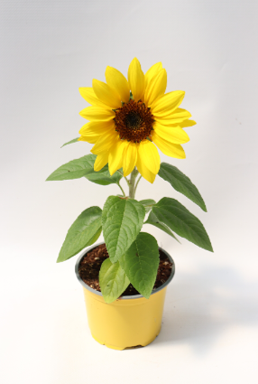 Helianthus-planthiza-girassol