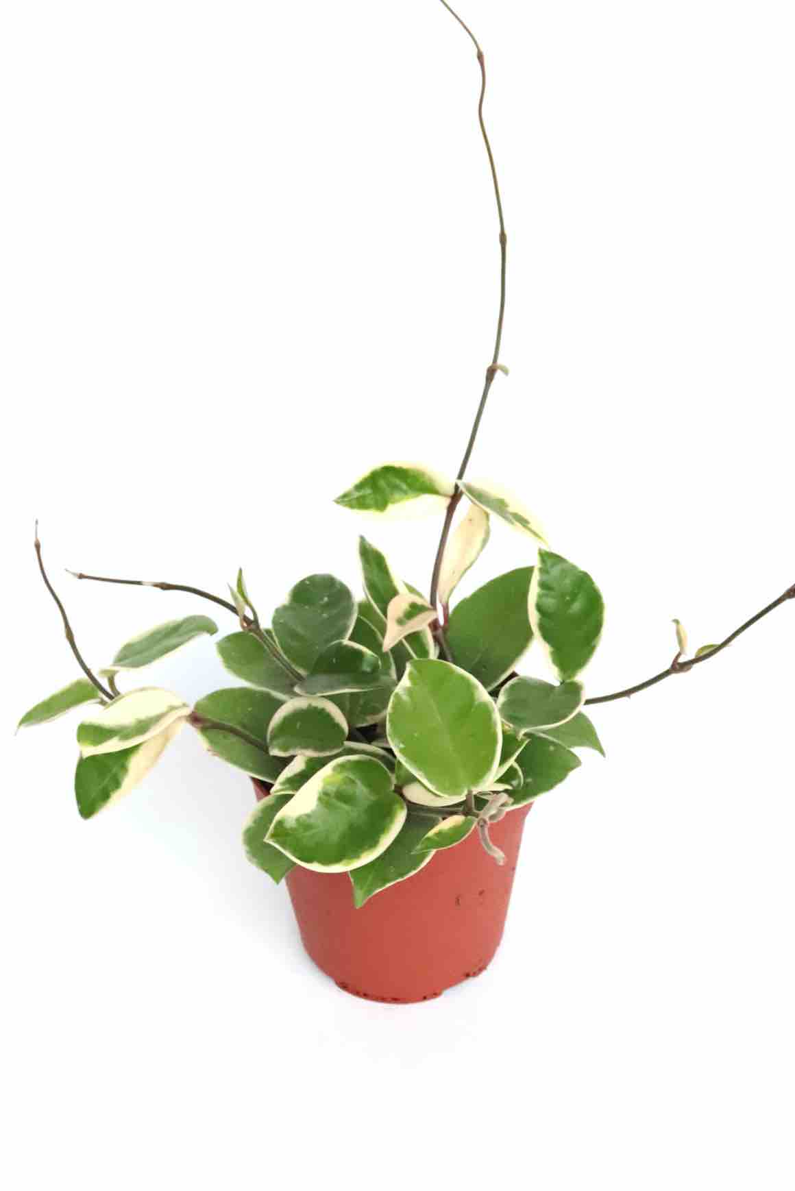Hoya carnosa 'Krimson Queen'-v12-planthiza
