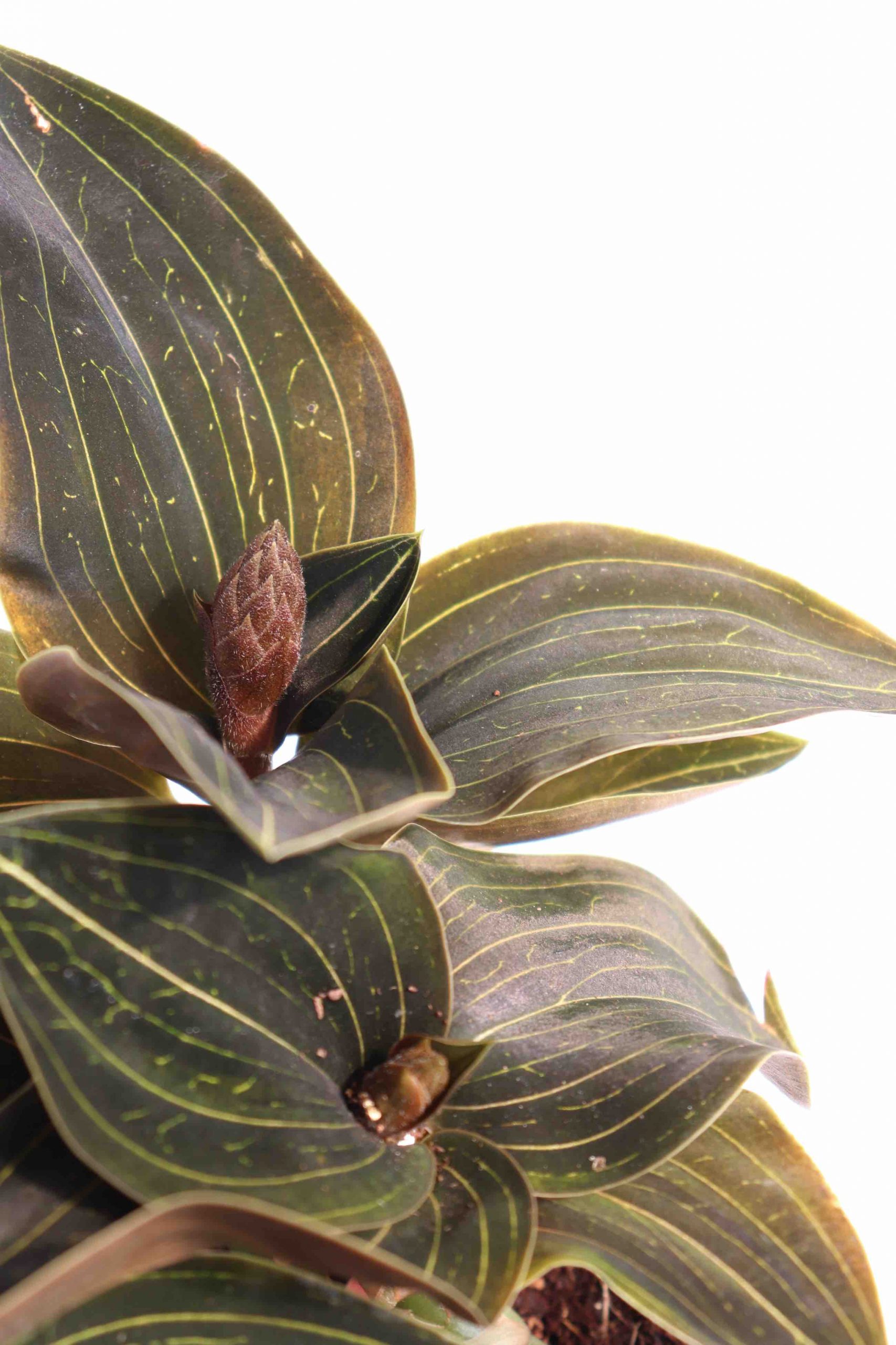 Ludisia discolor 'Odina' - Image 2