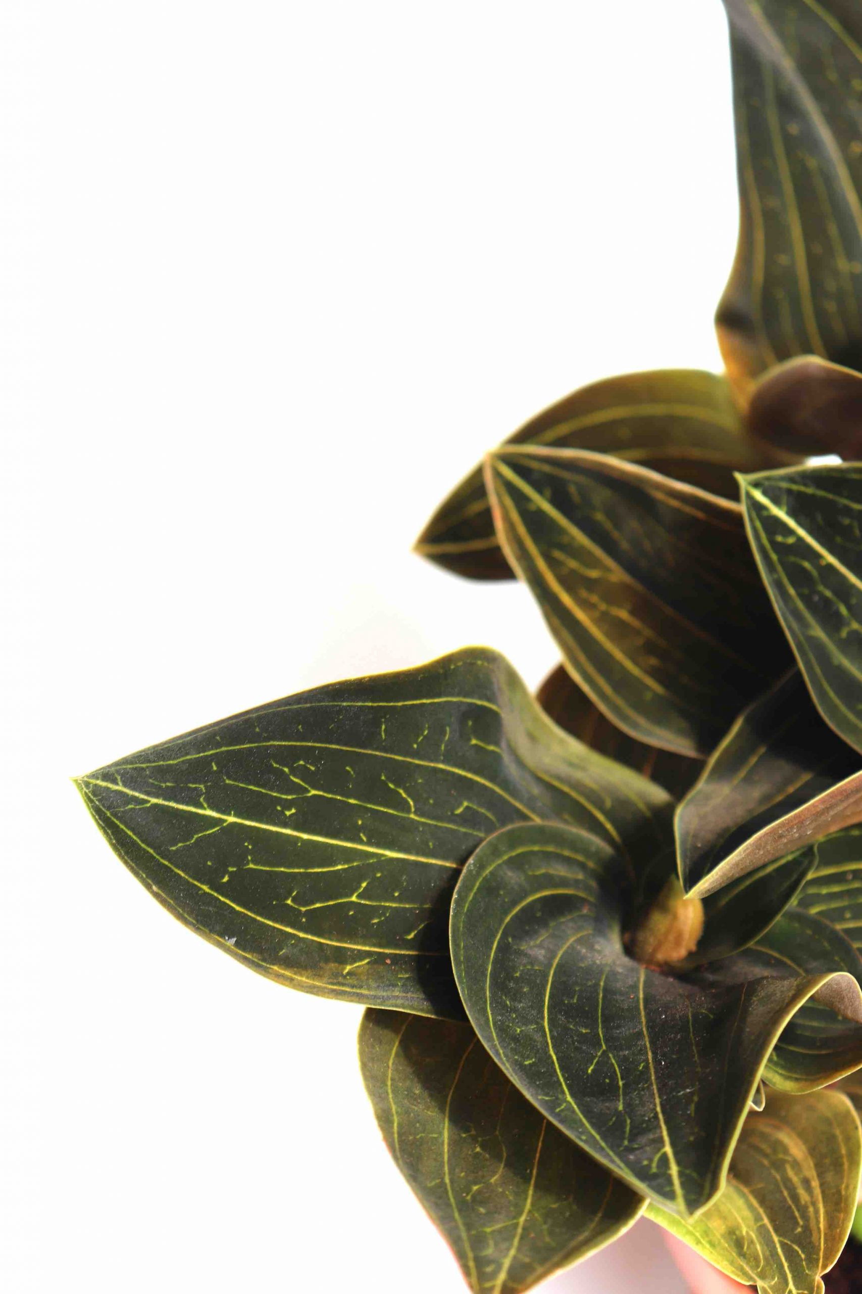 Ludisia discolor 'Odina'