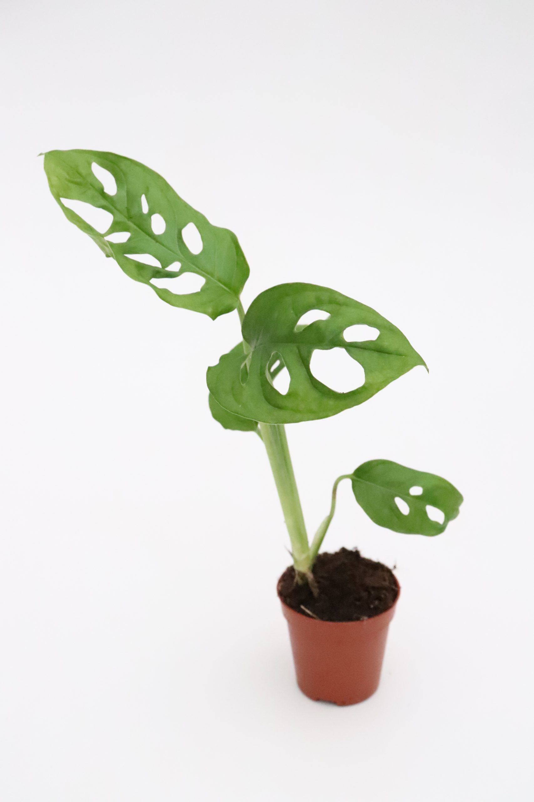 Monstera adansonii - Image 2