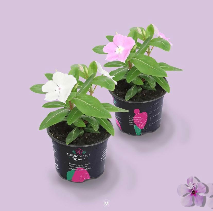 MedVinca