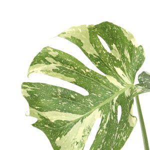 Plantas Raras