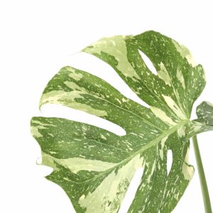 Monstera-thai-constellation-zoom_planthiza