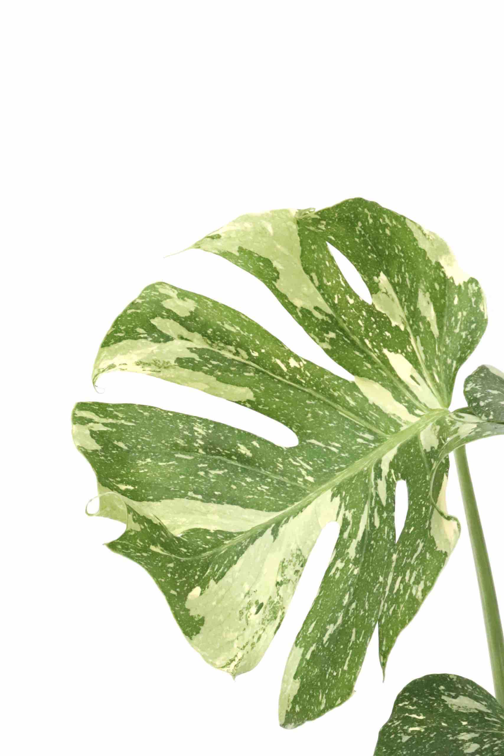 Monstera-thai-constellation-zoom_planthiza