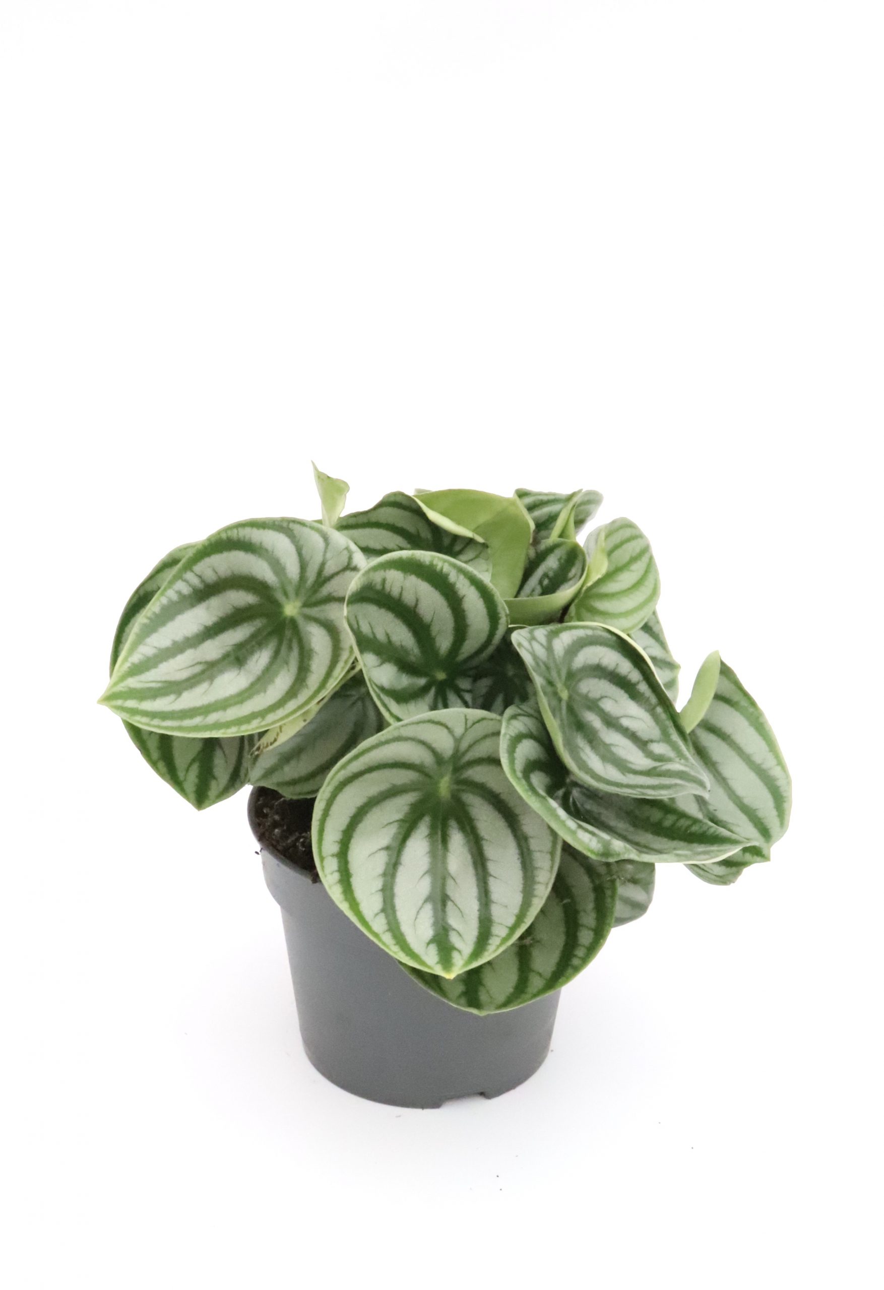 Peperomia argyreia-v15-planthiza