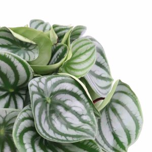 Peperomia argyreia