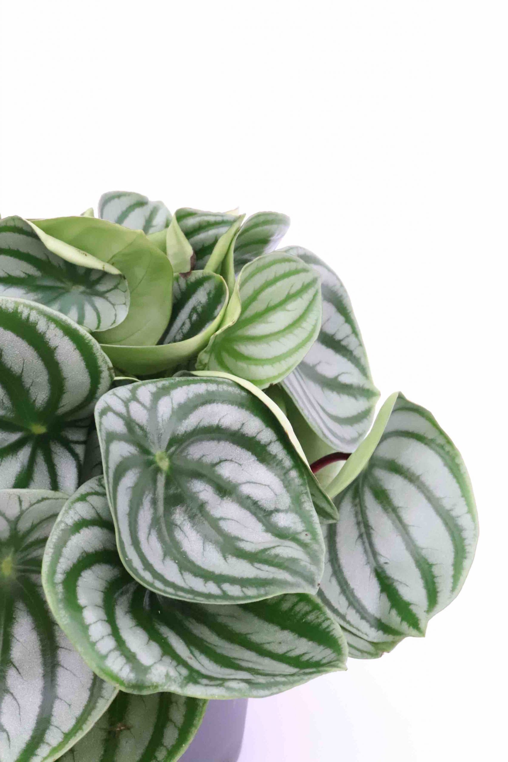 Peperomia argyreia