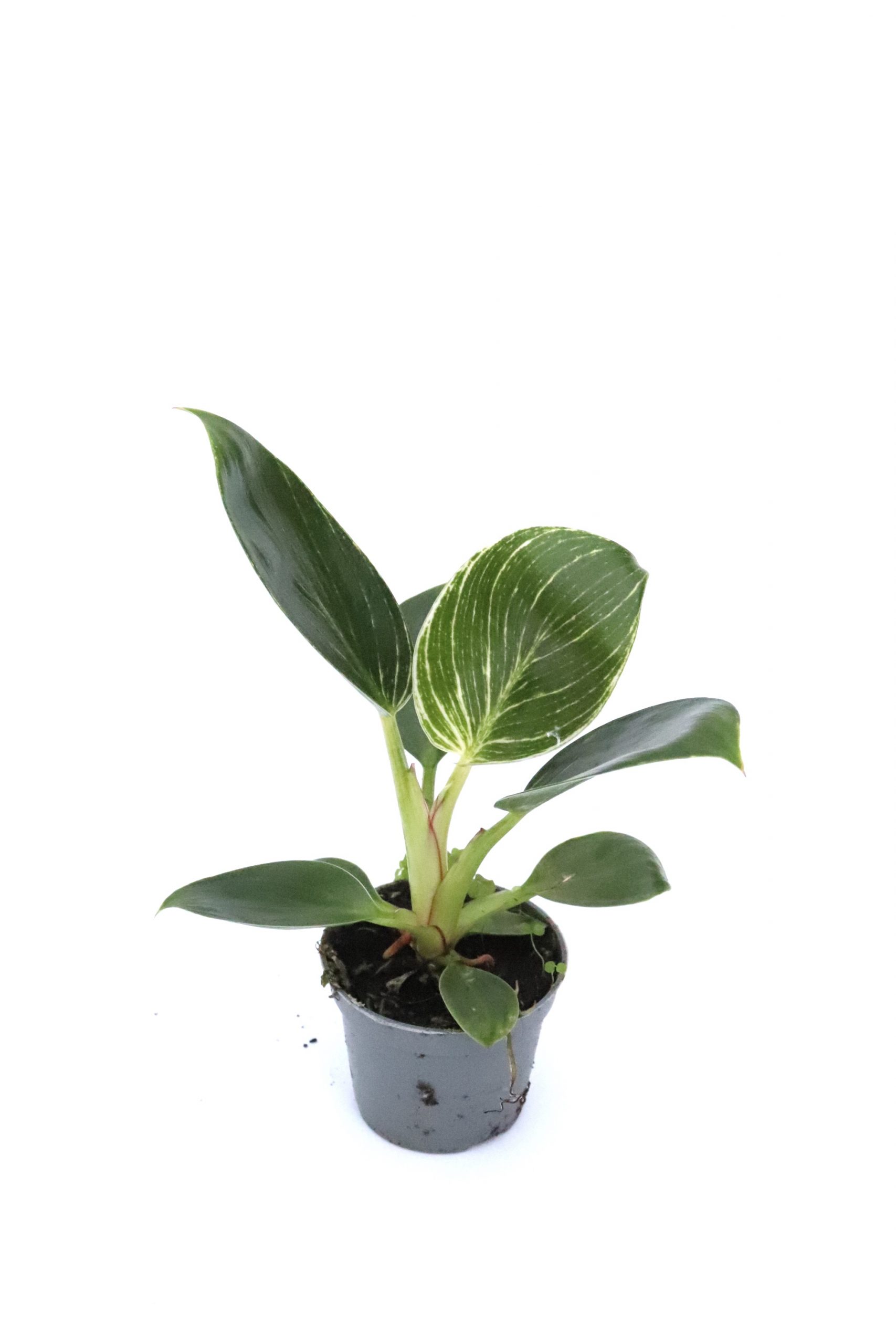 Philodendron birkin 'White measure' - Image 2