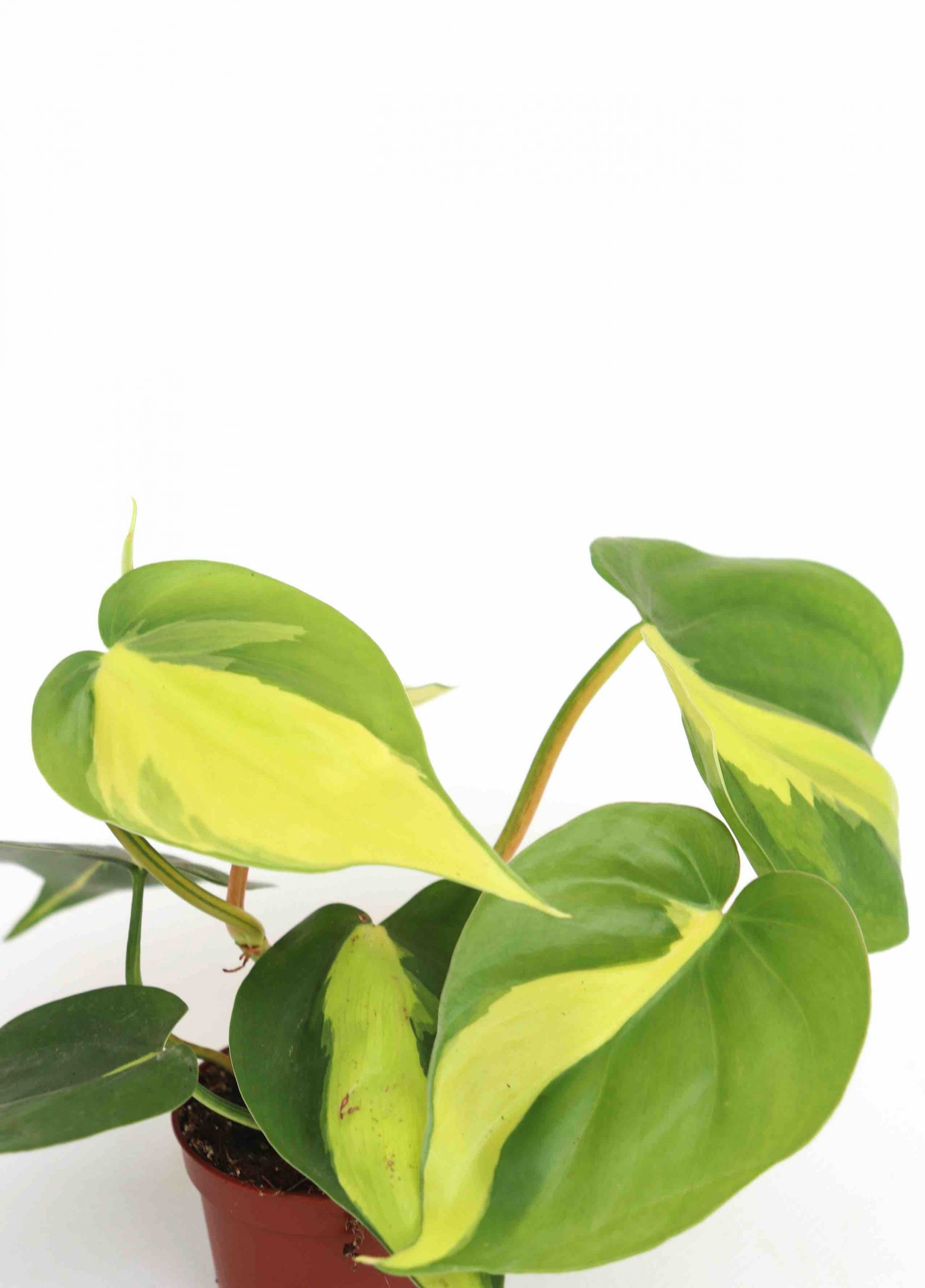 Philodendron scandens 'Brasil' - Image 2