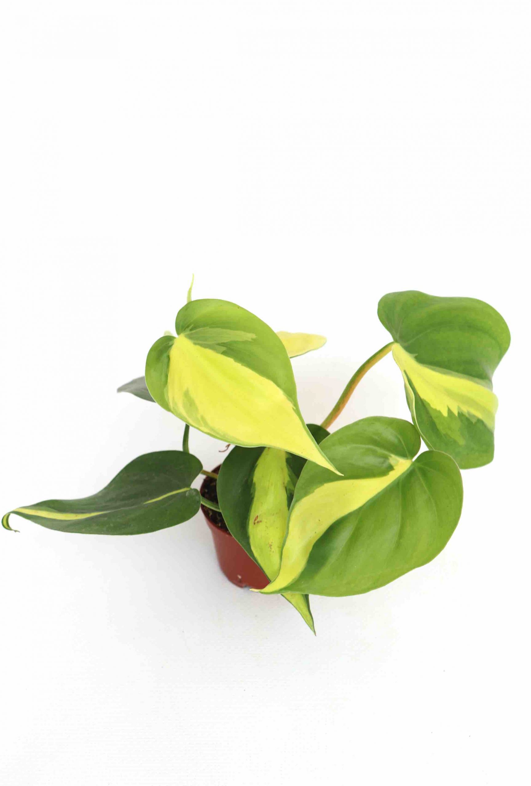 Philodendron scandens 'Brasil' - Image 3