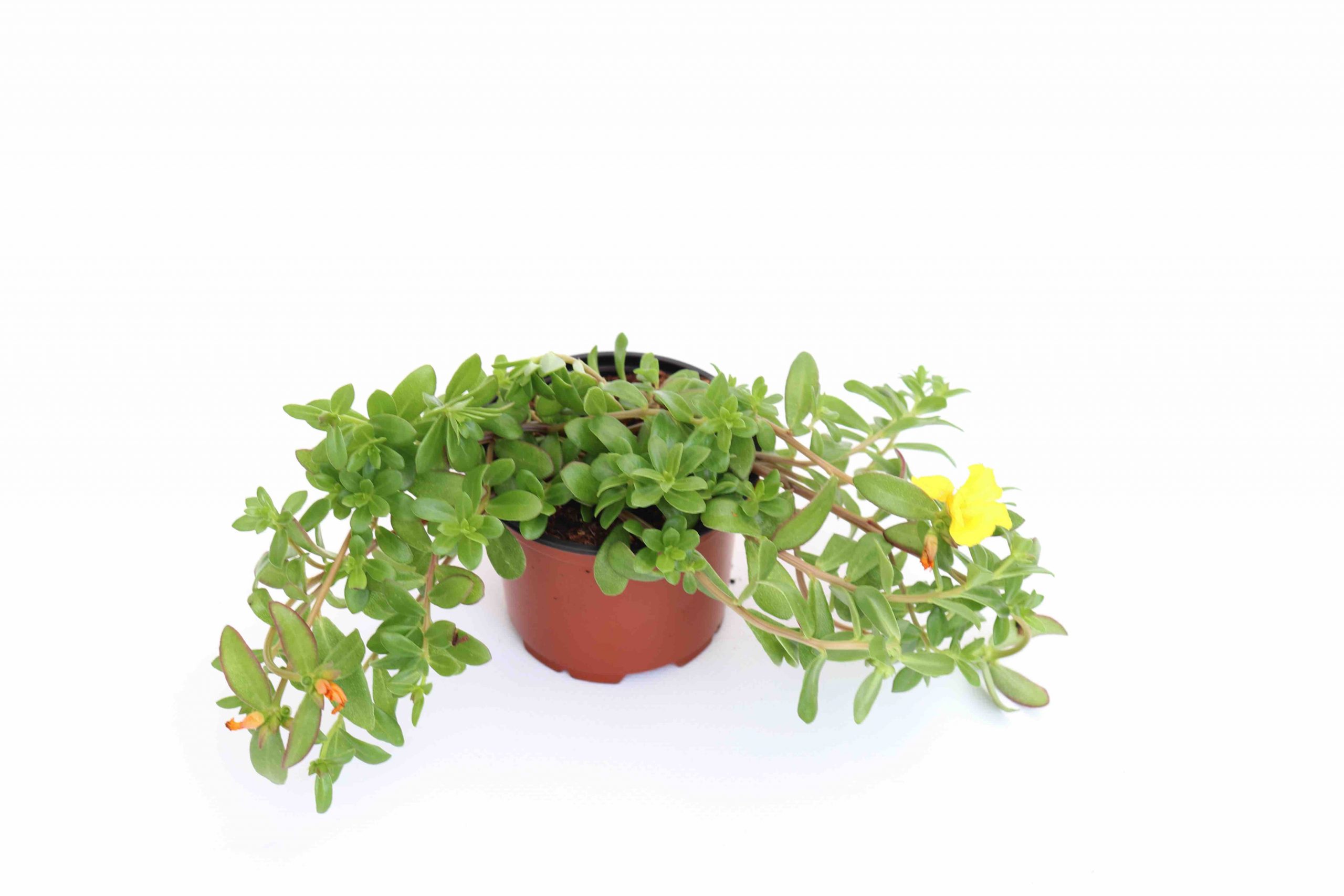 Portulaca - Image 3
