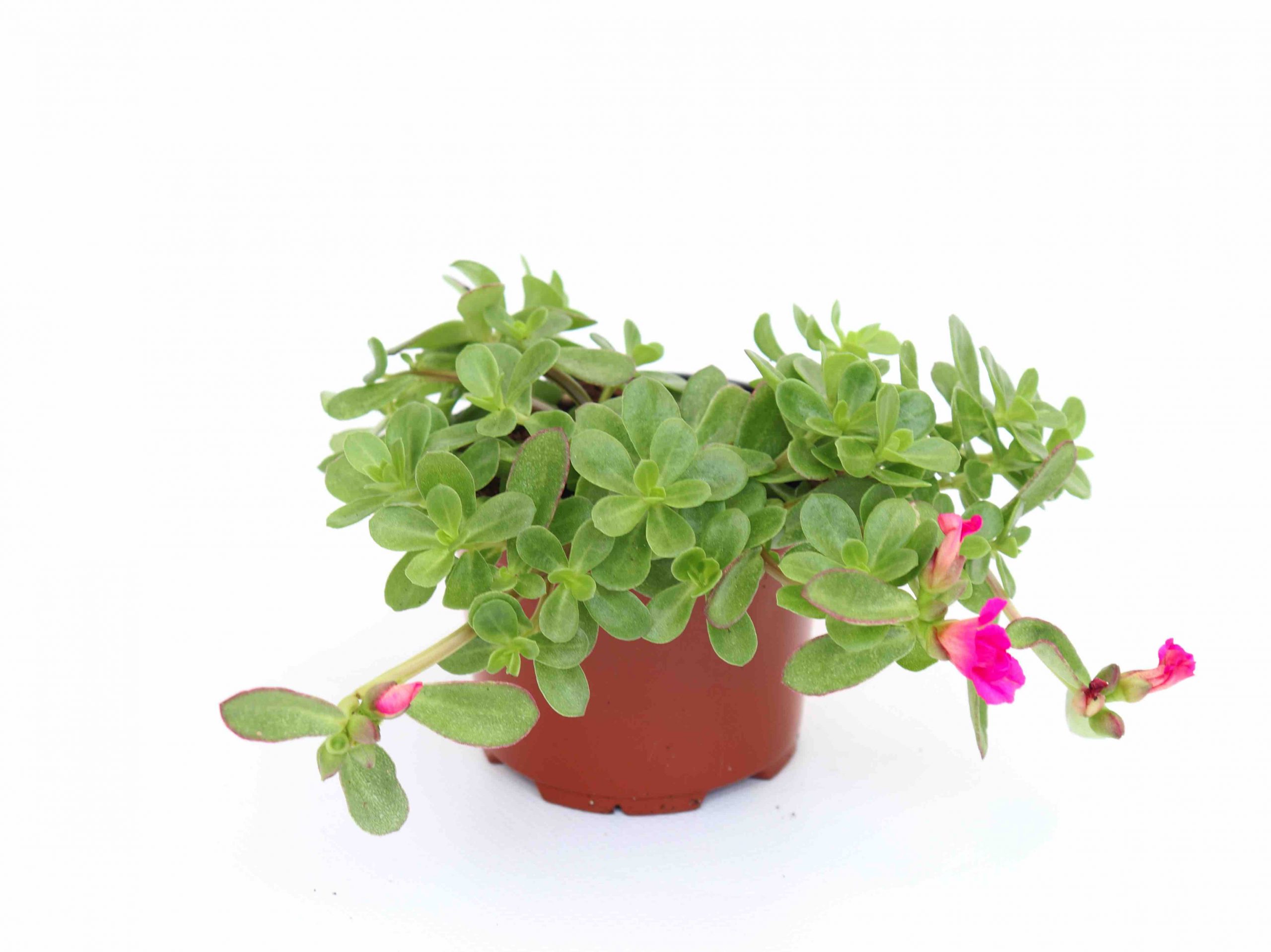 Portulaca - Image 2