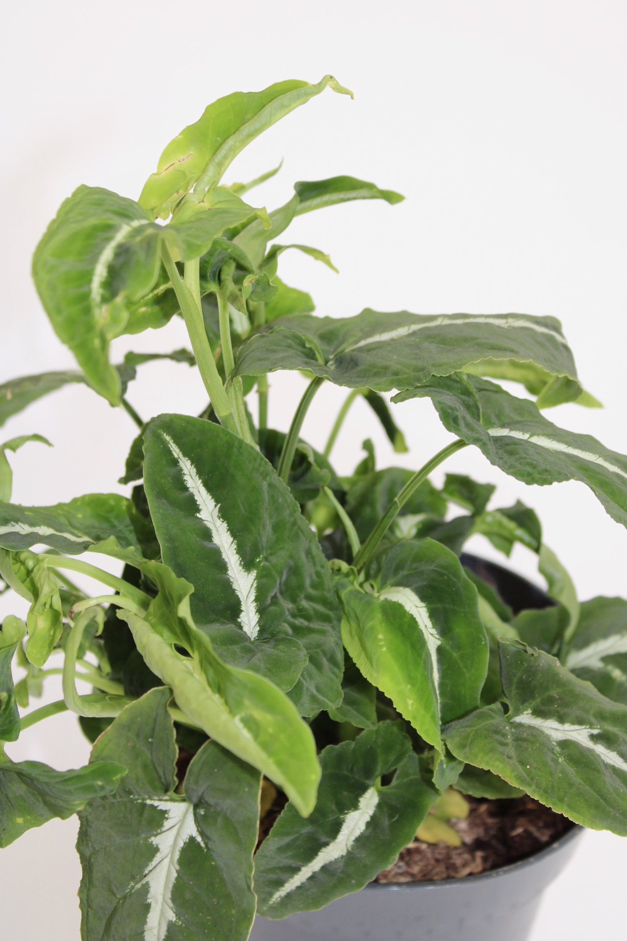 Syngonium 'Wendlandii' - Image 3