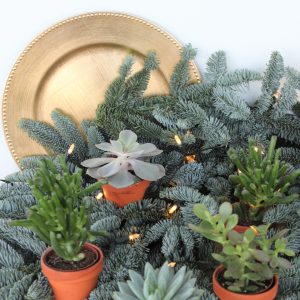 Box "Succulent Friends"