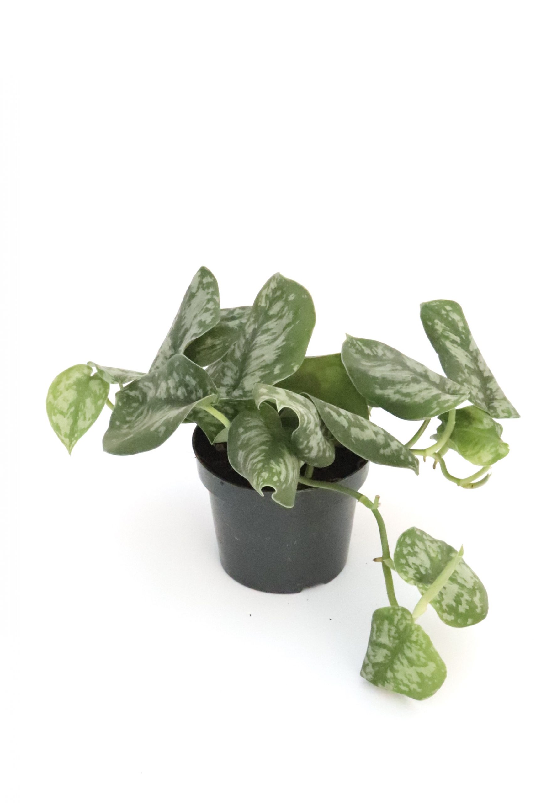 Scindapsus pictus 'Trebie' - Image 2