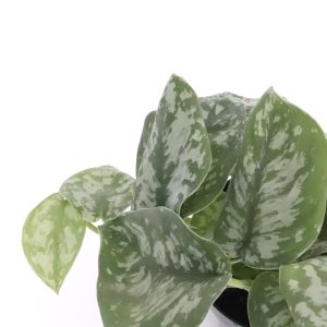 Scindapsus pictus 'Trebie'