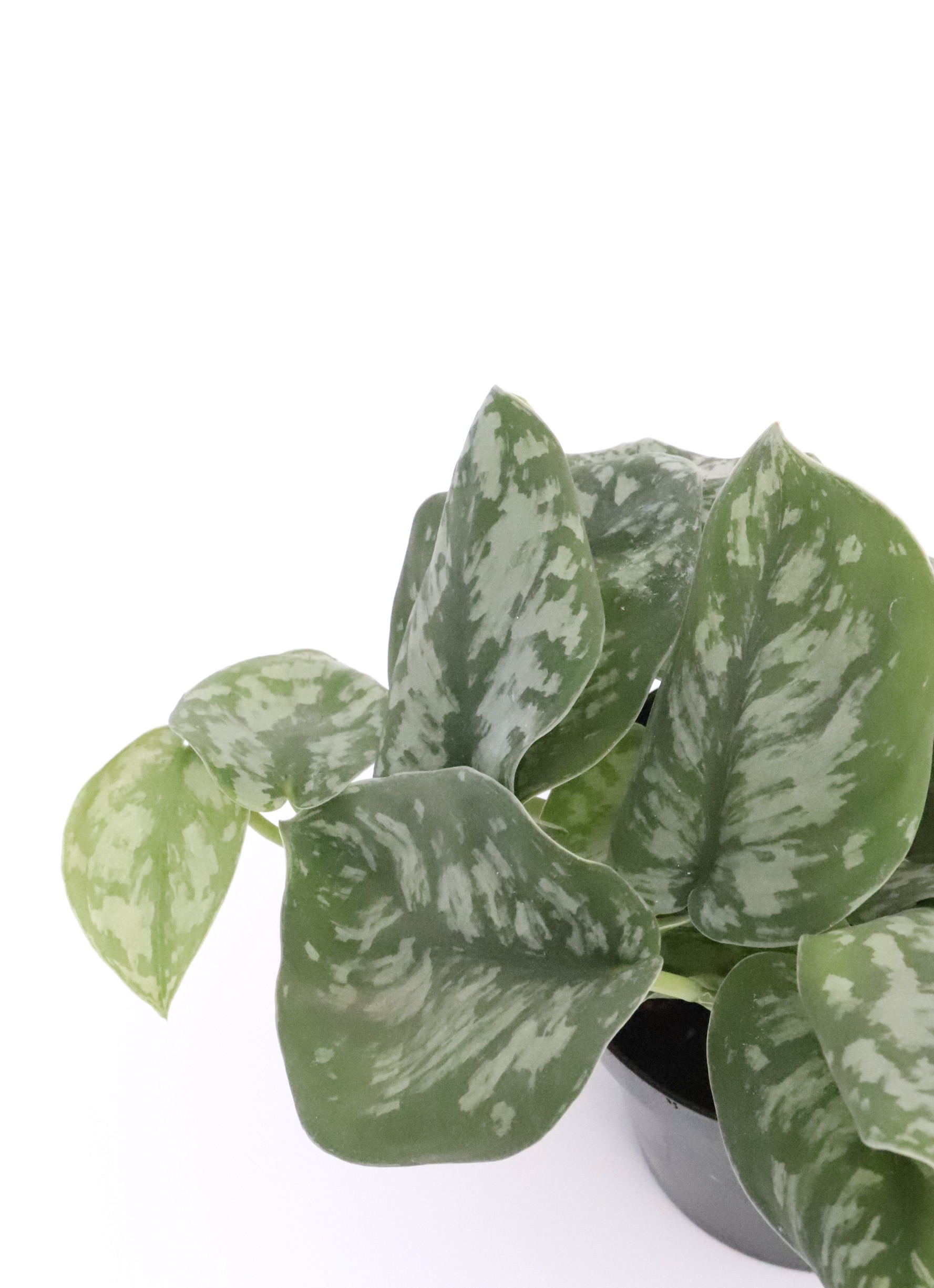 Scindapsus pictus 'Trebie'