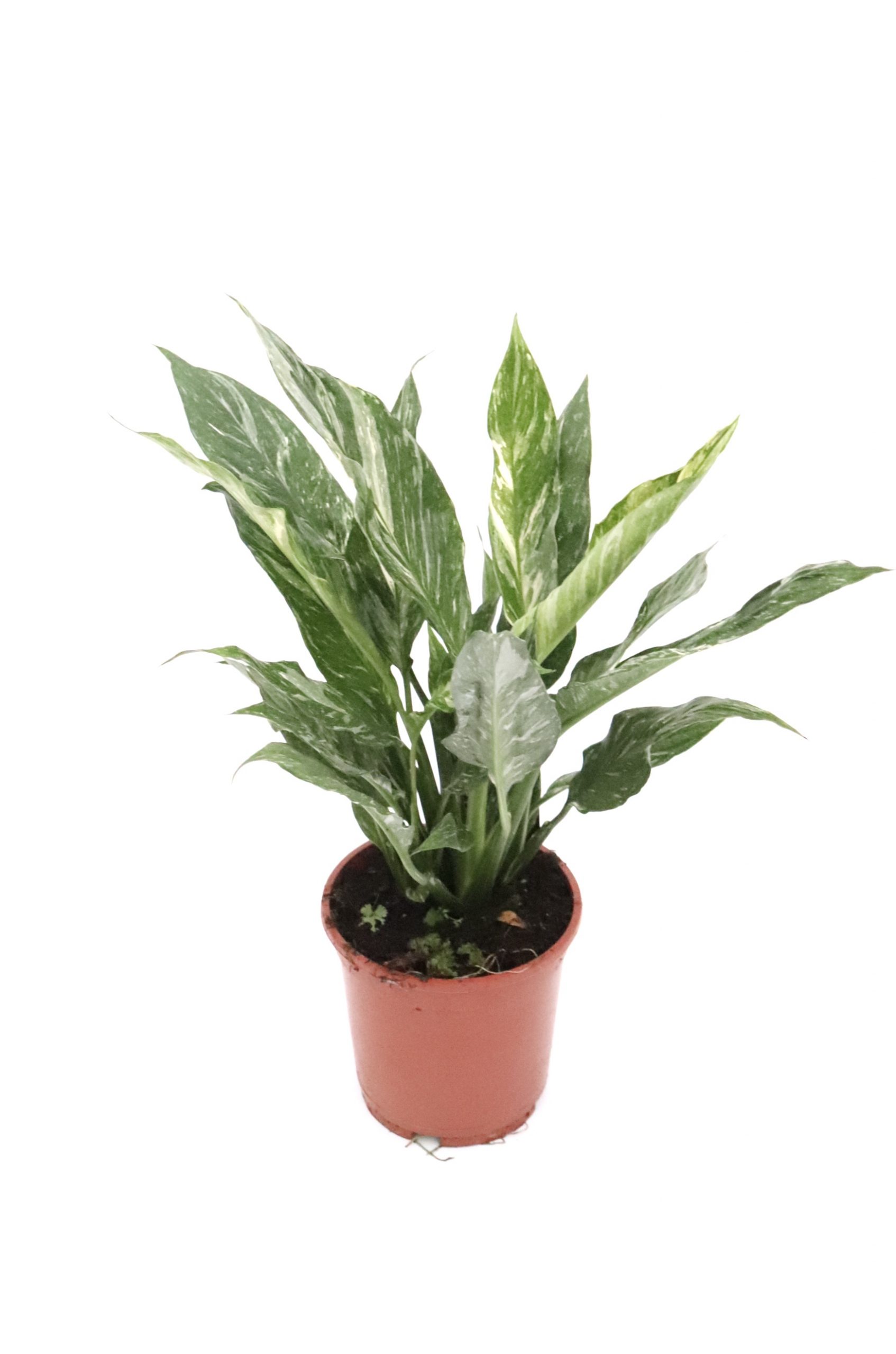 Spathiphyllum 'Diamond' - Image 4