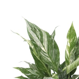 Spathiphyllum 'Diamond'
