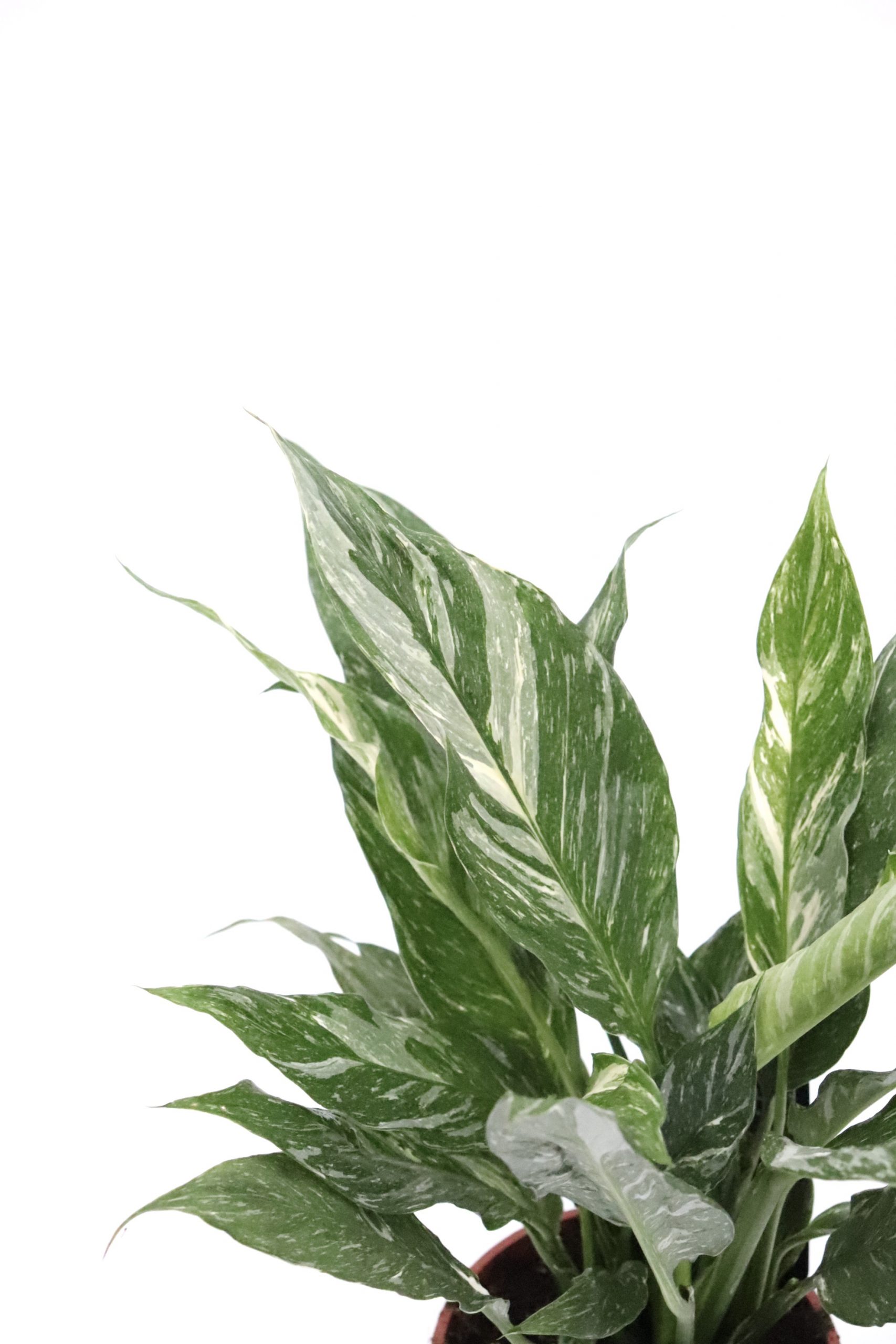 Spathiphyllum 'Diamond'