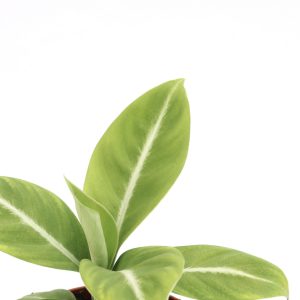 Spattenbachia