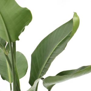 Strelitzia nicolai