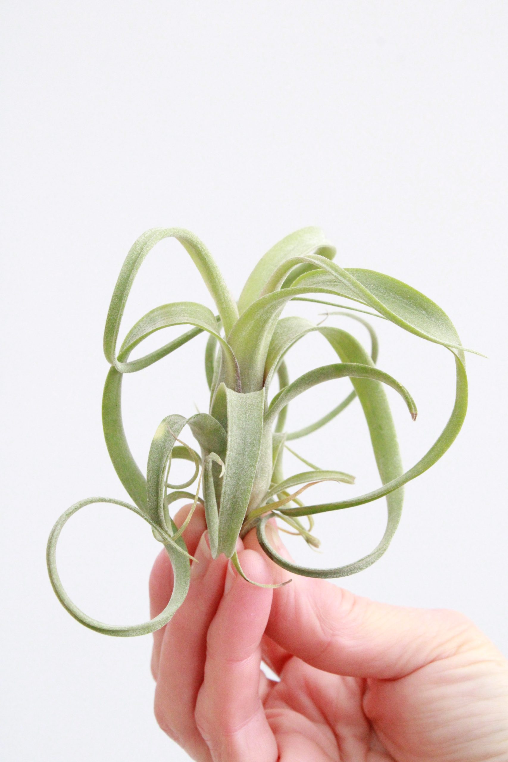 Tillandsia Streptophylla-planthiza