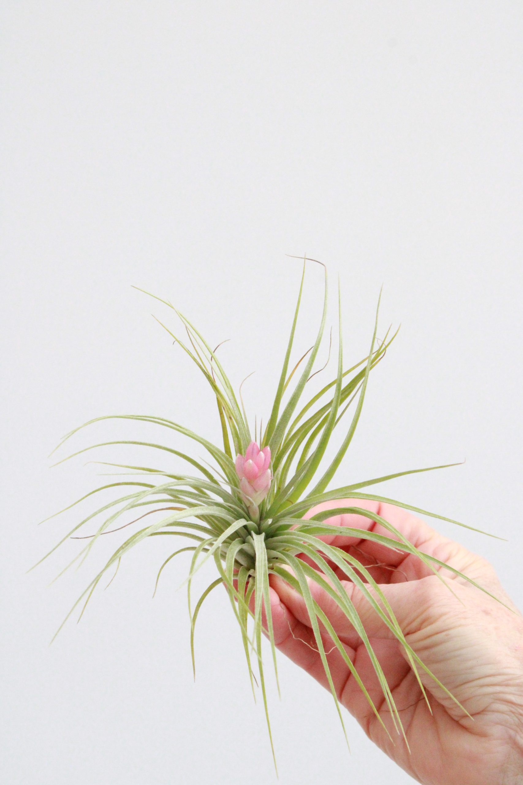 Tillandsia ionantha - Image 5
