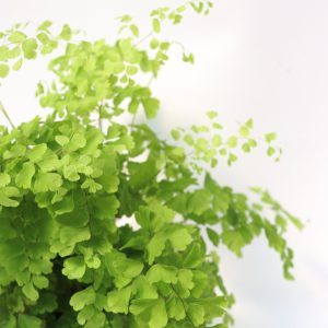Adiantum Fragans