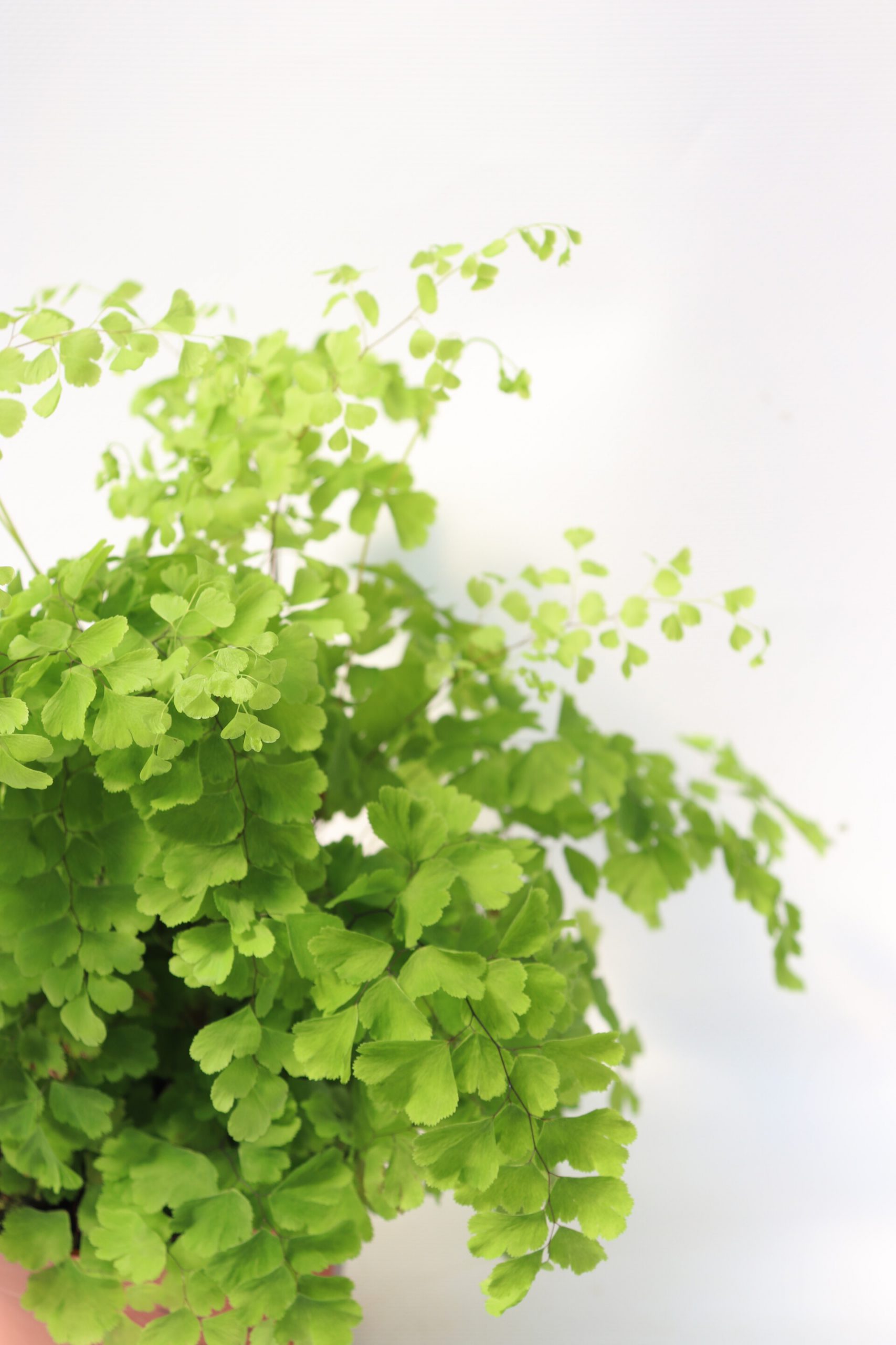 Adiantum Fragans