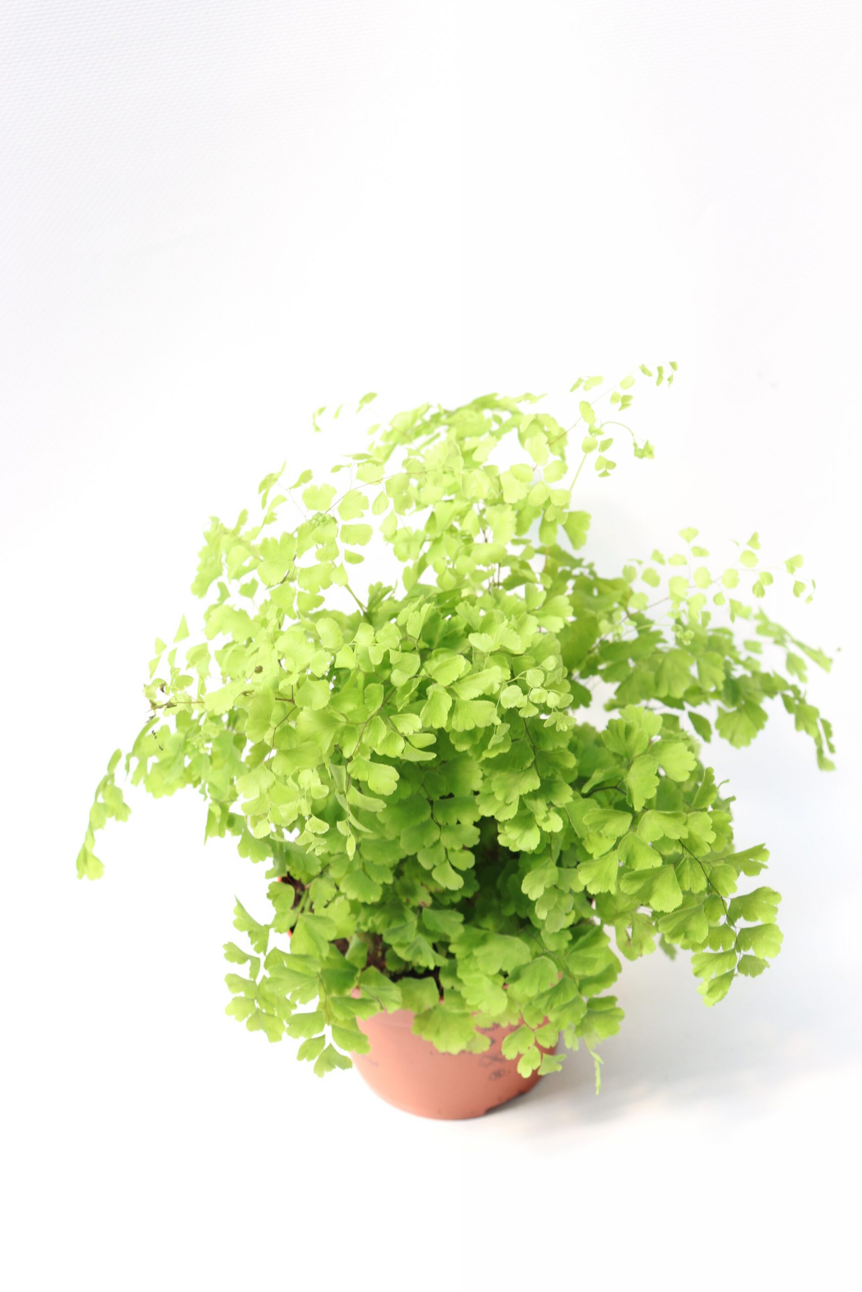 Adiantum Fragans