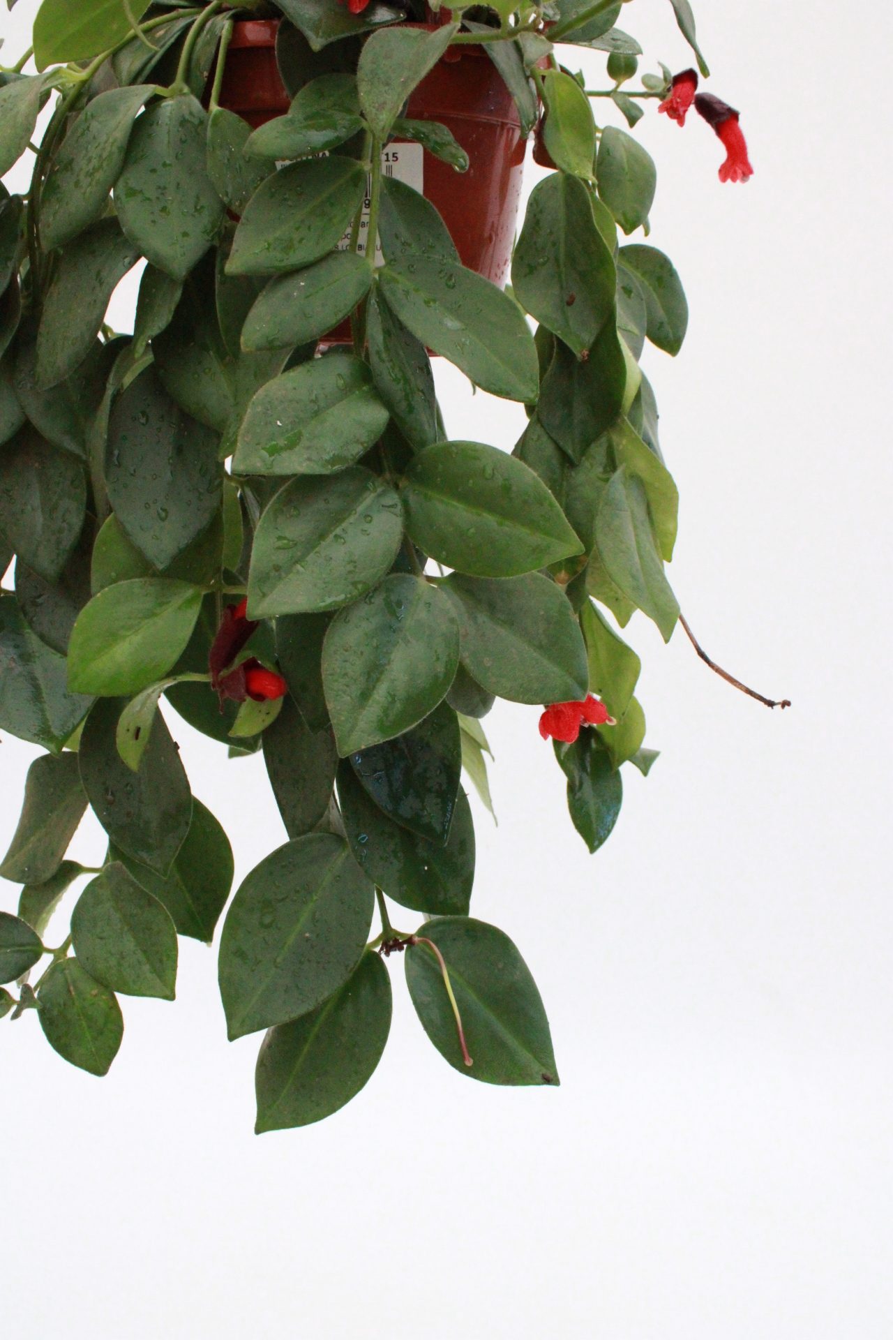 Aeschynanthus radicans 'Bella Donna'