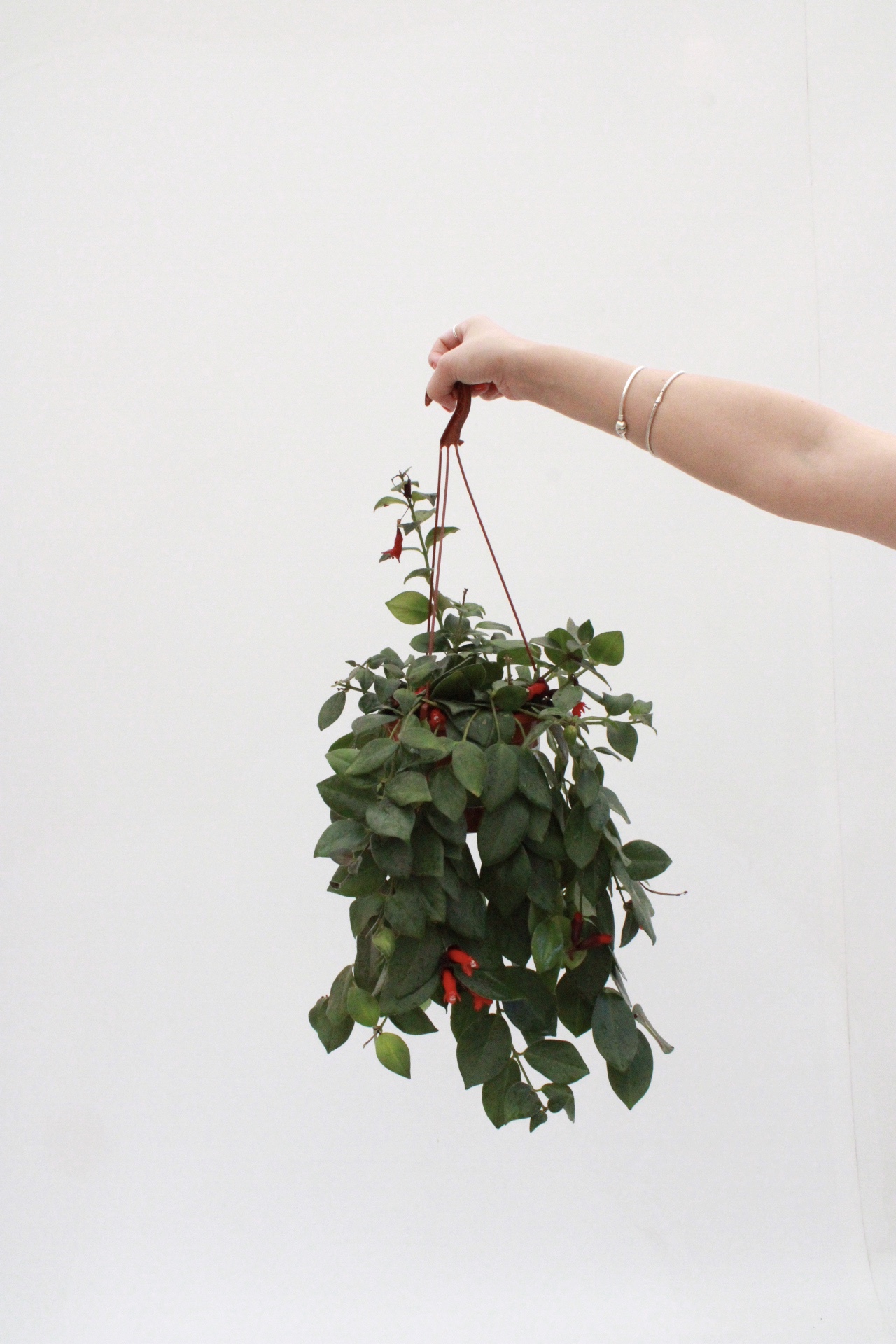 Aeschynanthus radicans 'Bella Donna' - Image 2