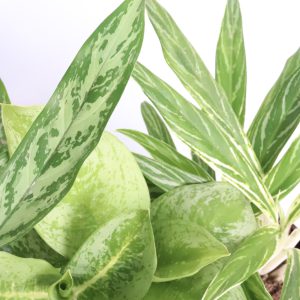 Aglaonema
