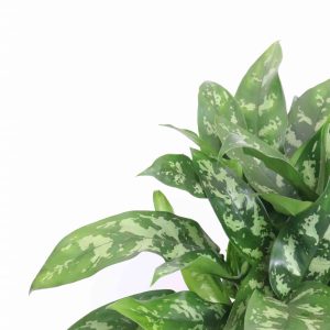 Aglaonema ‘Green Lady’