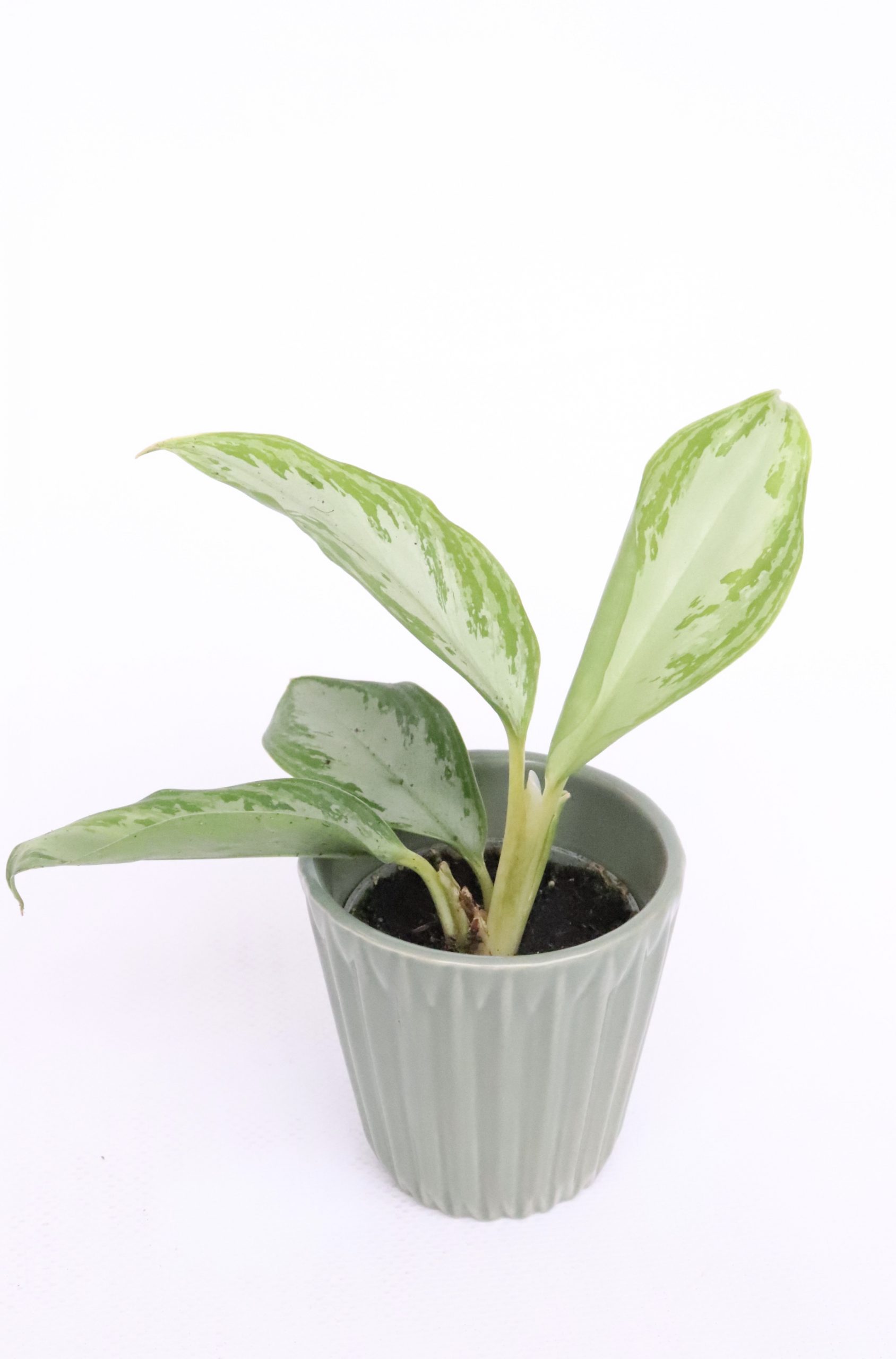 Aglaonema 'Maria' - Image 3