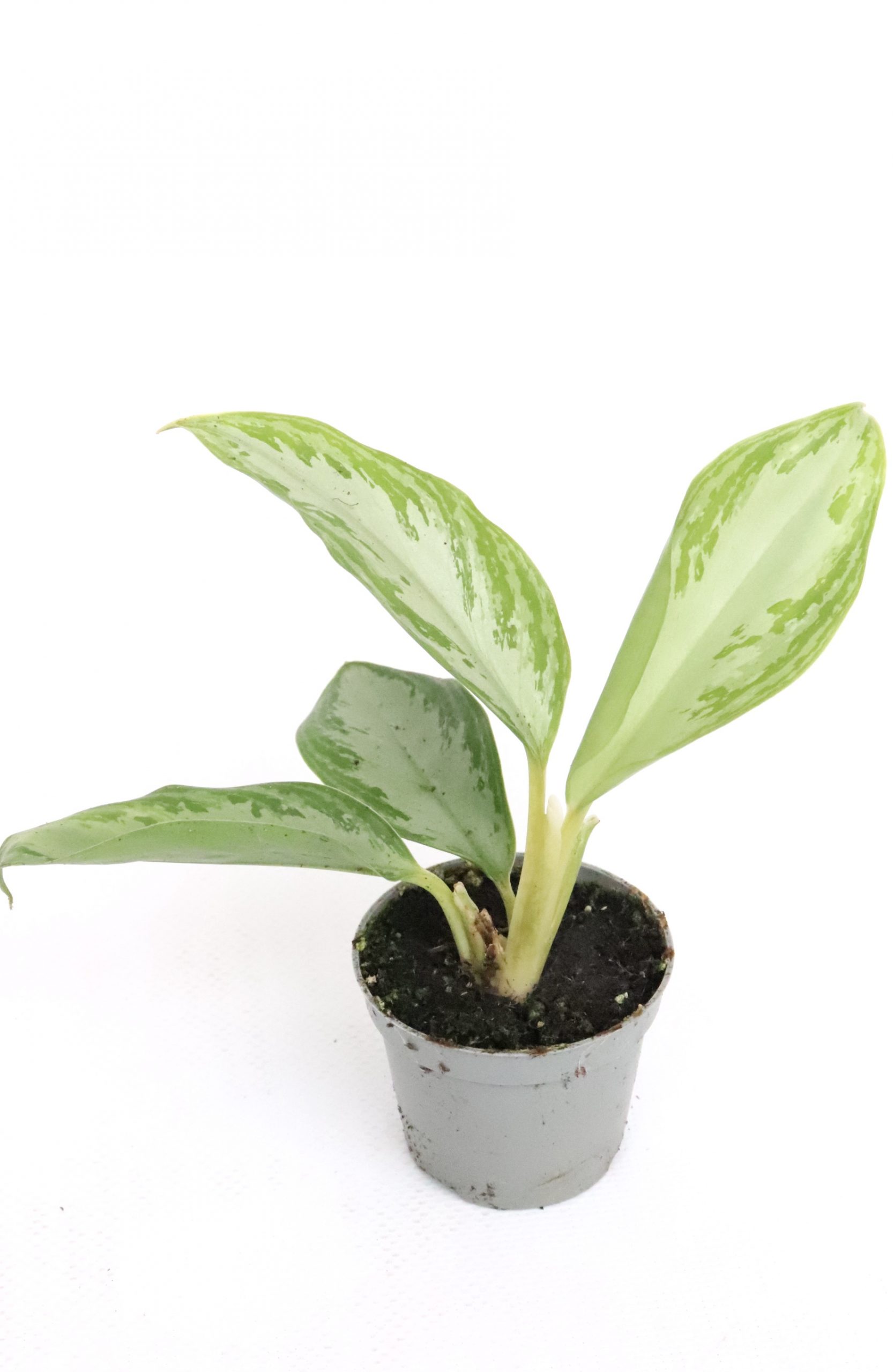 Aglaonema 'Maria' - Image 2