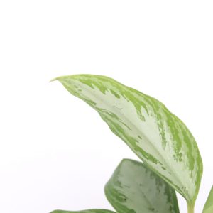 Aglaonema 'Maria'