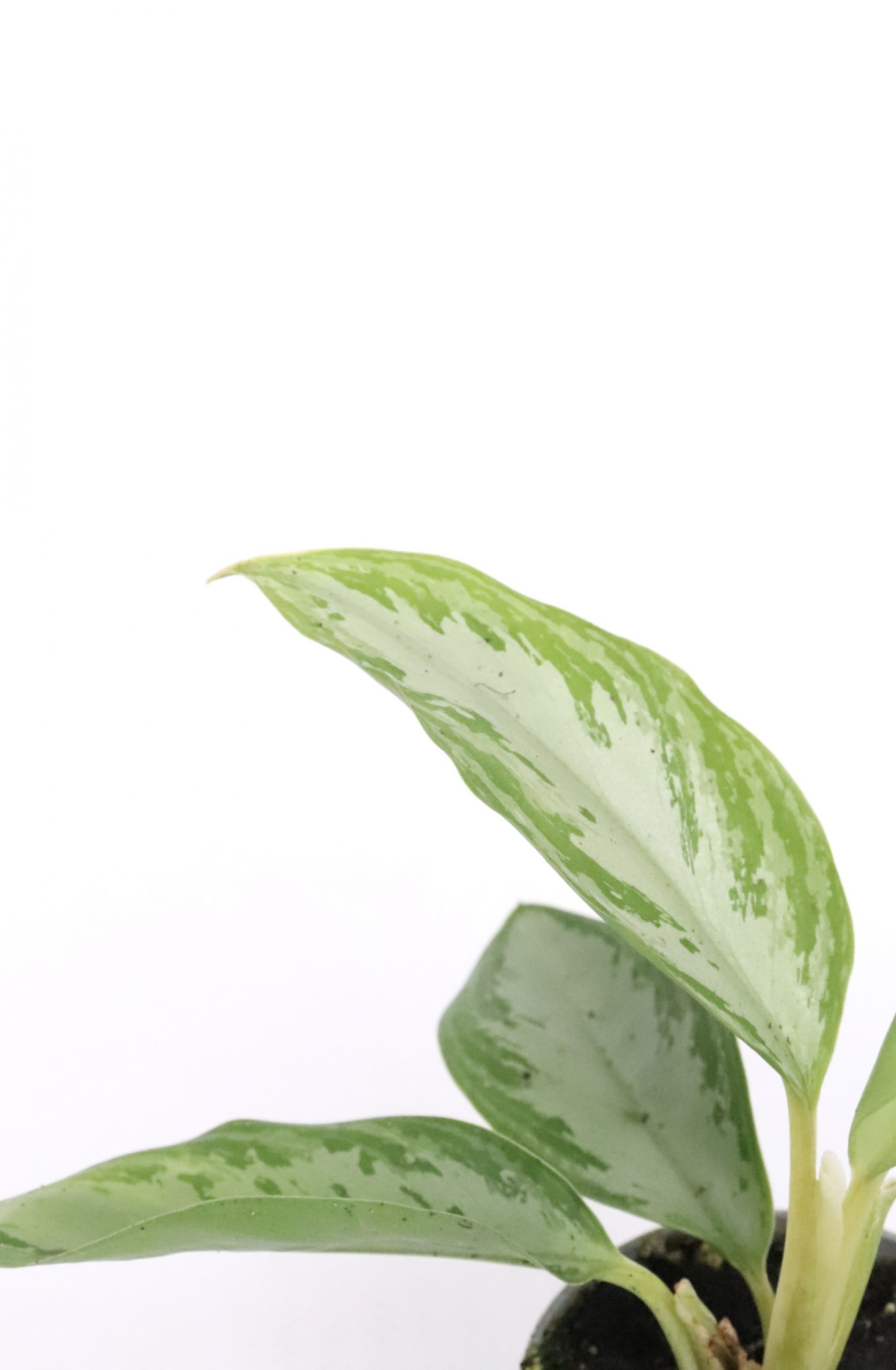 Aglaonema 'Maria'