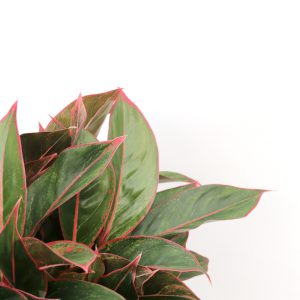 aglaonema_crete_zoom_planthiza