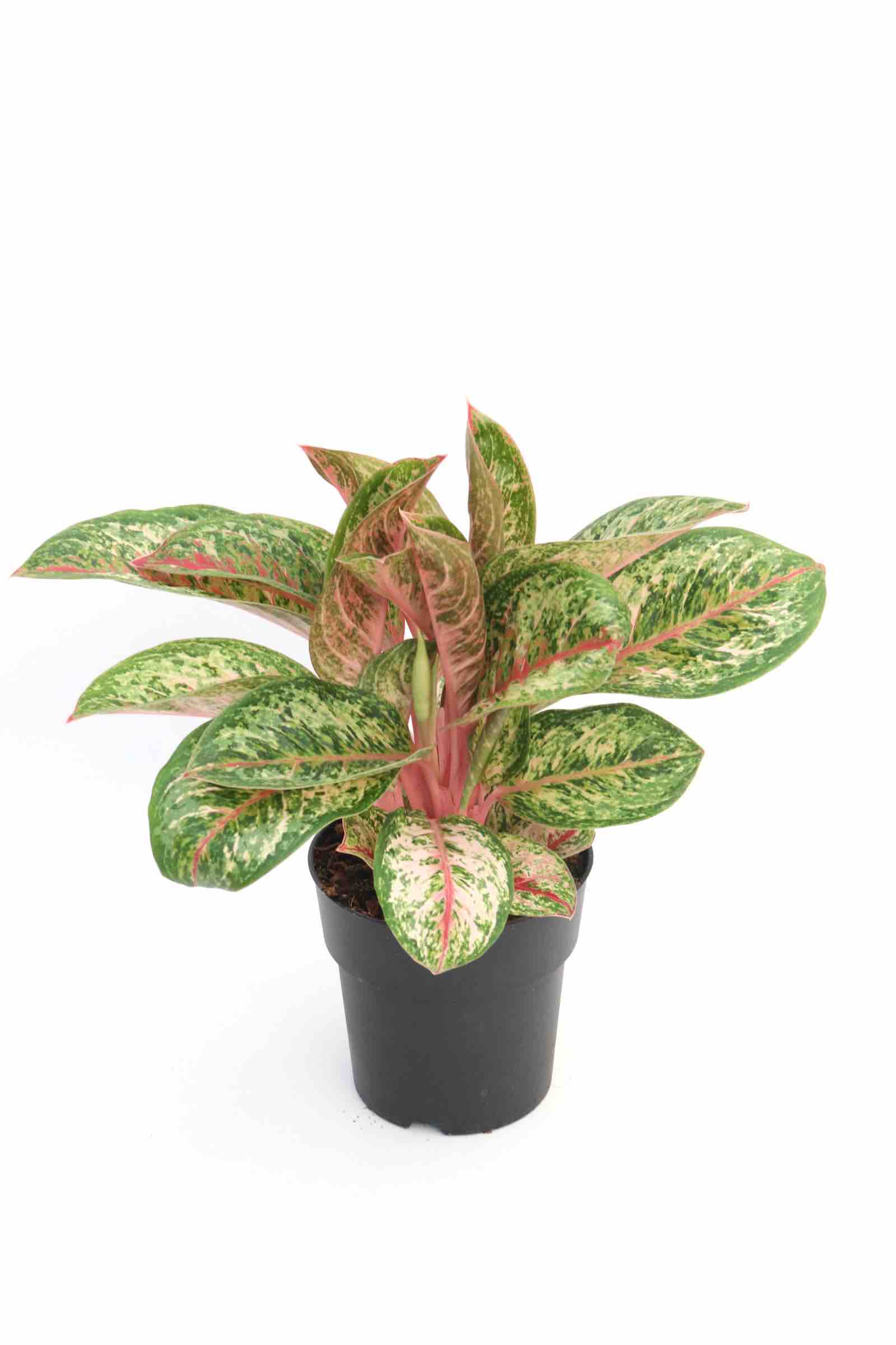 aglaonema_painted_celebration_v19_planthiza
