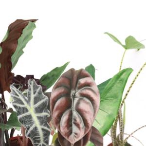 Alocasia