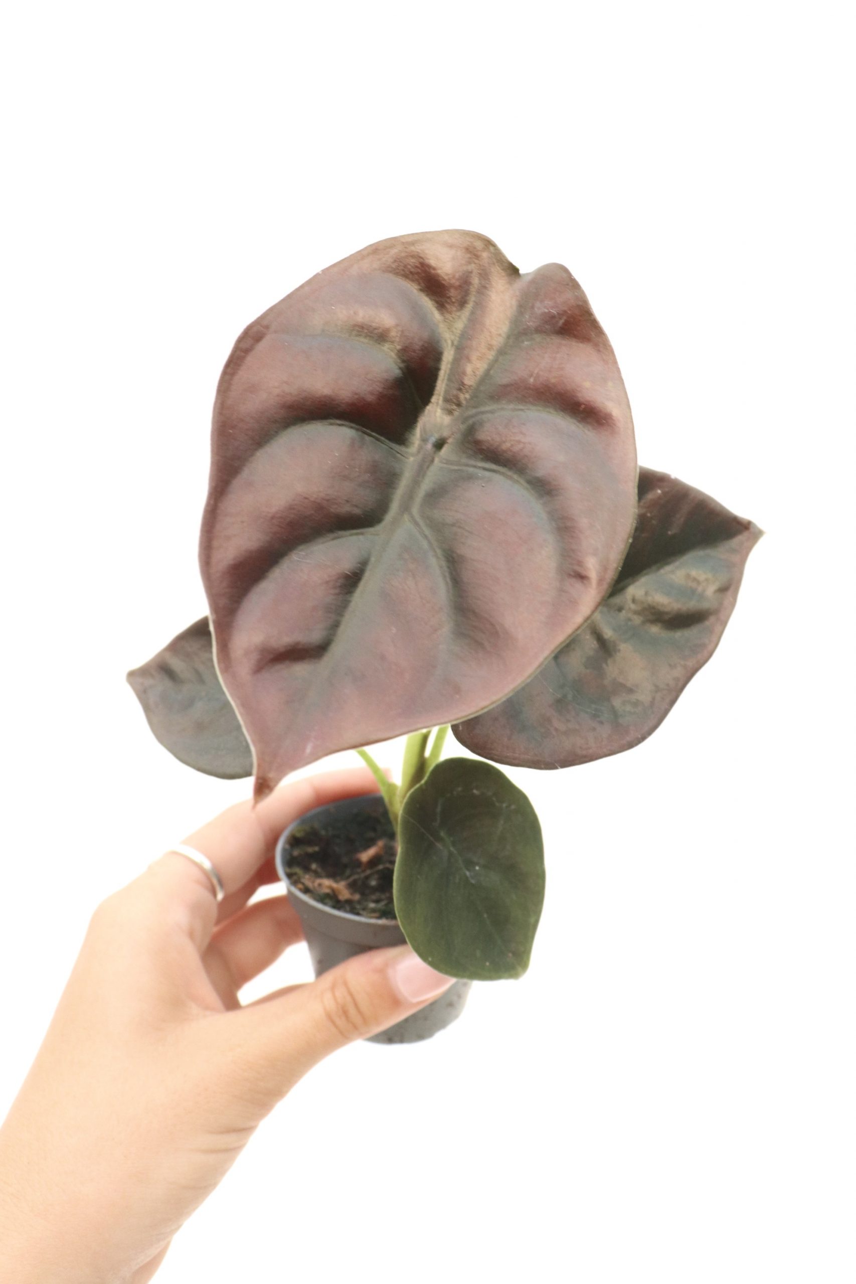 Alocasia cuprea 'Red Secret' - Image 2