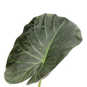 Alocasia ‘Regal Shield’