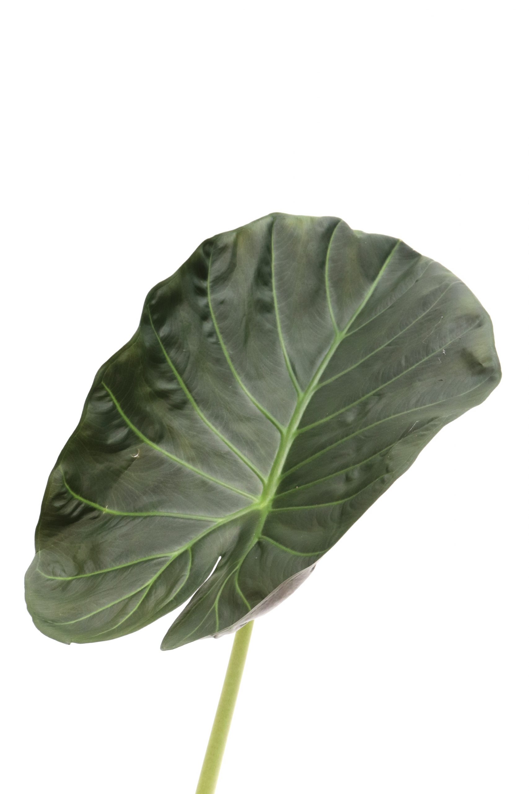 Alocasia ‘Regal Shield’