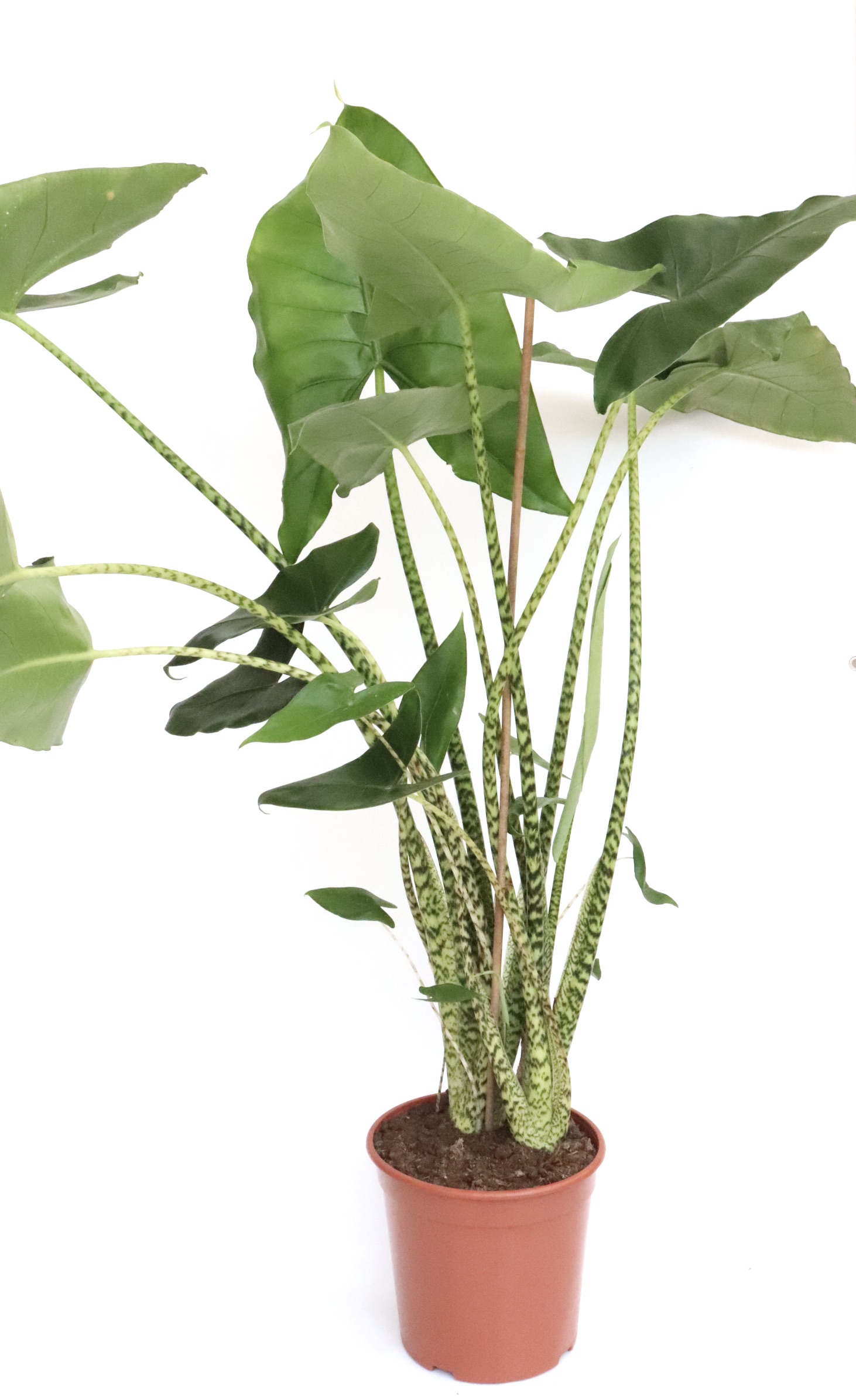 Alocasia zebrina - Image 4