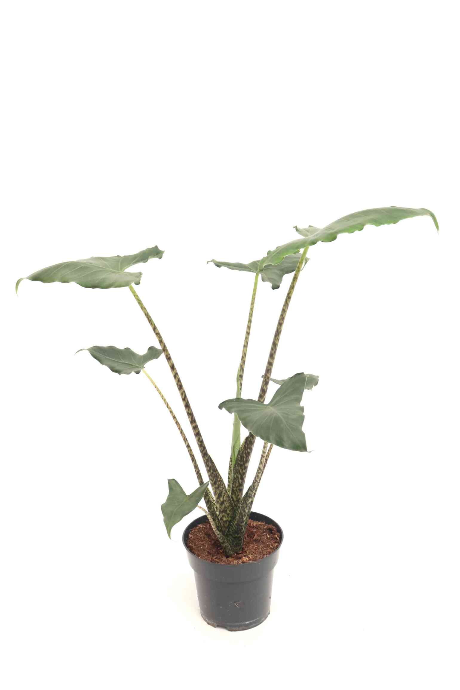 alocasia_-zebrina_siberian_tiger_v17_planthiza