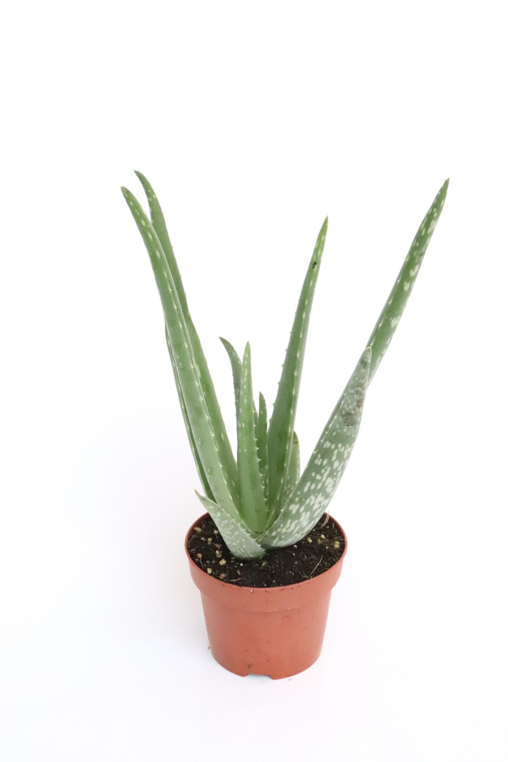 aloe-vera-12-planthiza
